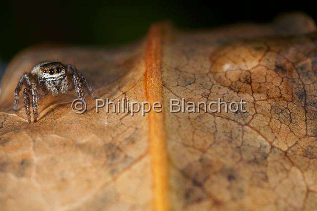 Salticidae_4657.JPG - France, Araneae, Salticidae, Araignée sauteuse ou Saltique (Evarcha arcuata), femelle, Jumping spider